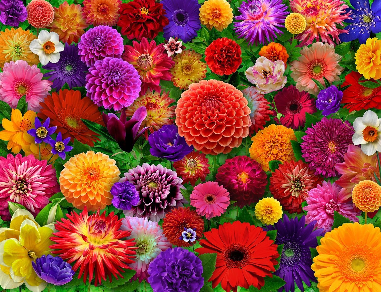 Blooming Every Daisy - 500 - Raymond's Hallmark
